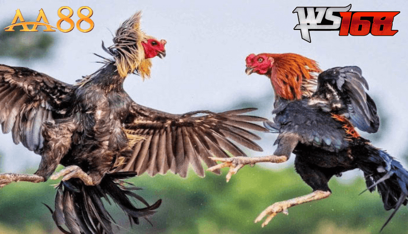 Các phương pháp để thắng trong Đá Gà AA88