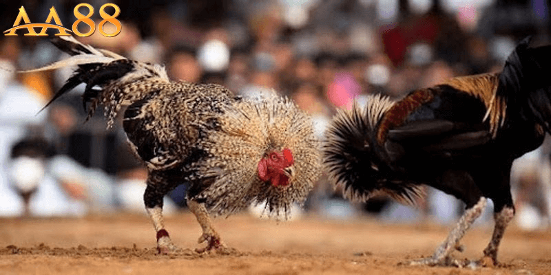 Kinh nghiệm chơi đá gà AA88 - Bí quyết nâng cao chiến thắng và tận hưởng đam mê